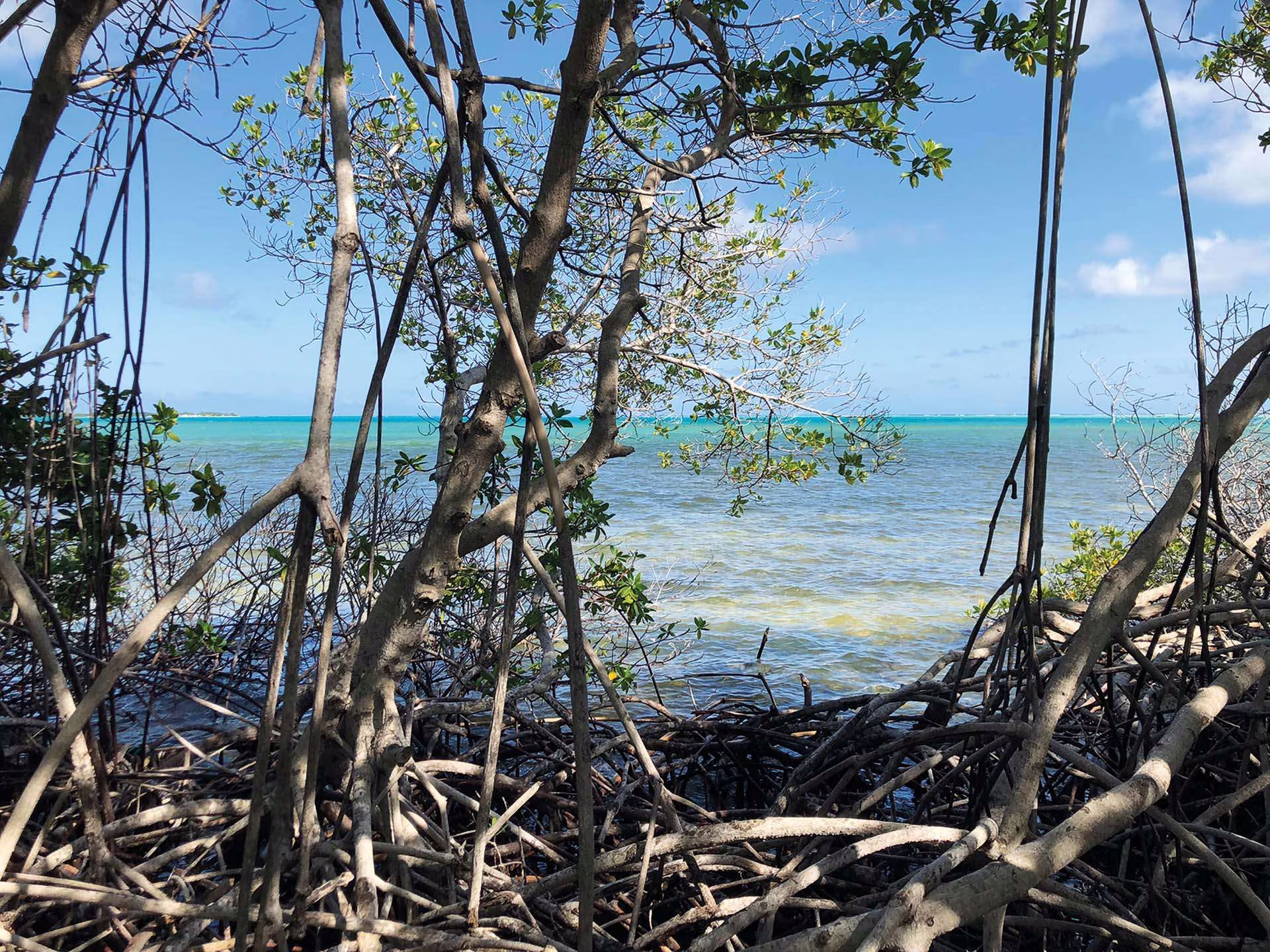 Coastal nature and mangroves on Boneiru